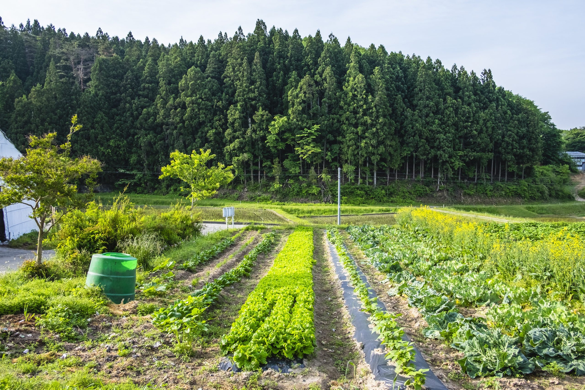 Fukushima a sei anni dal disastro