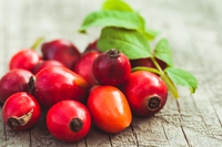 Rosa canina: proprietà, benefici, controindicazioni e come si usa