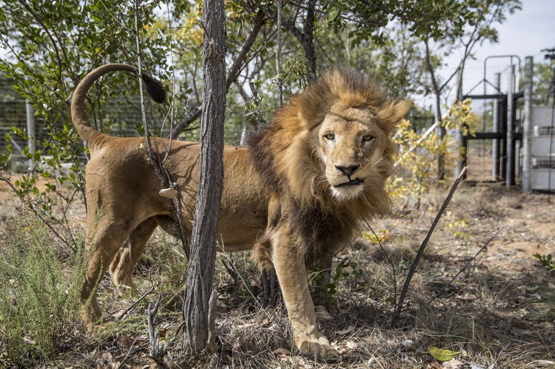 33 lions are returned to Africa