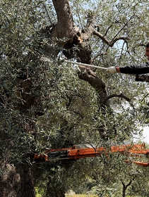 Perché la normativa italiana sulla xylella va cambiata