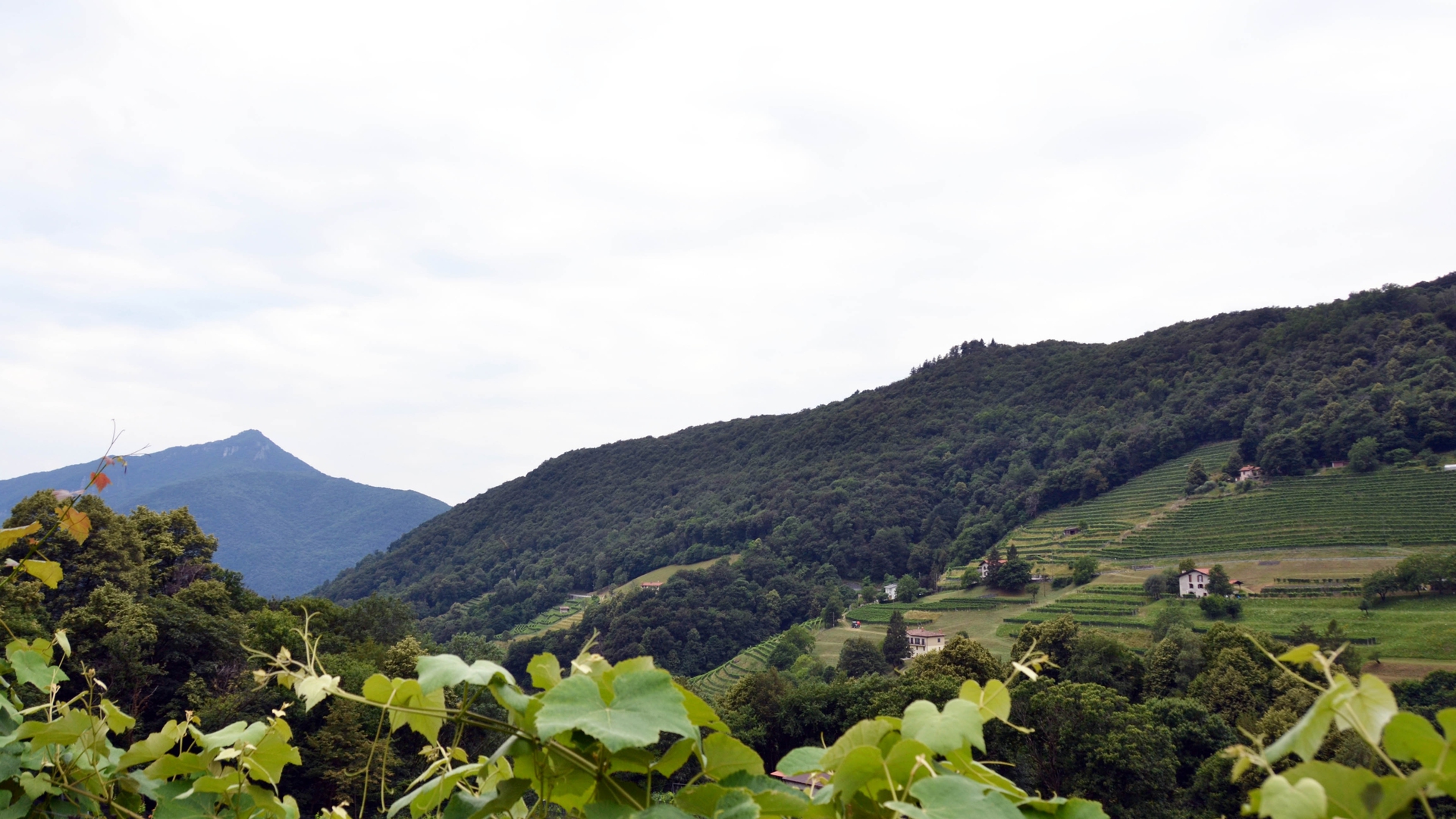 Il vino biologico dell'azienda Bianchi