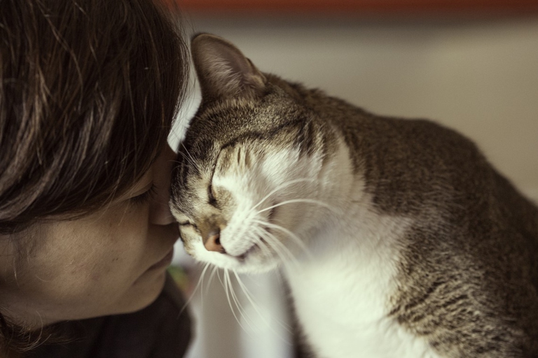 gatto e meoria interno