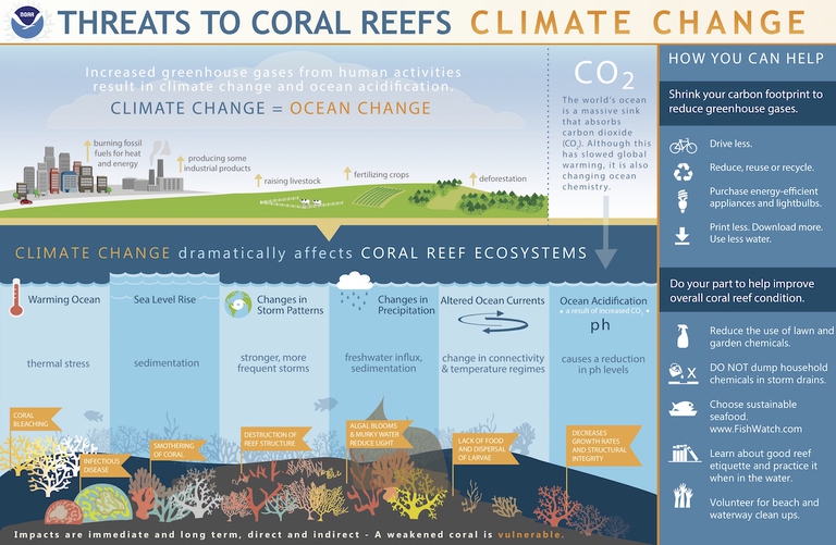 cambiamento climatico barriera corallina