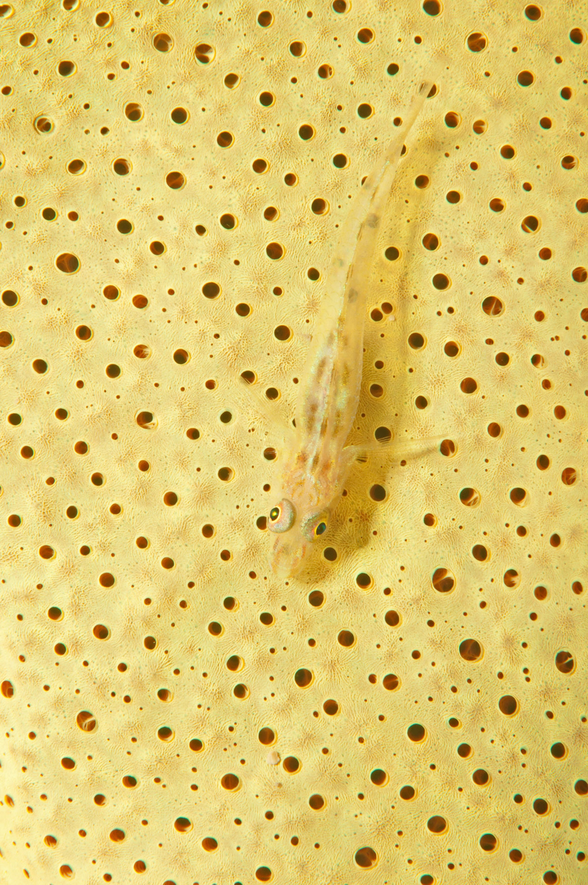 Ghiozzo dei coralli neri