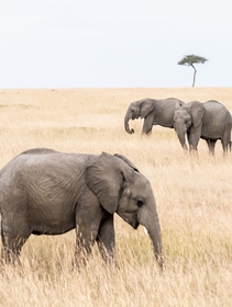 Il Sudafrica vuole allevare elefanti e altri animali selvatici per la loro carne