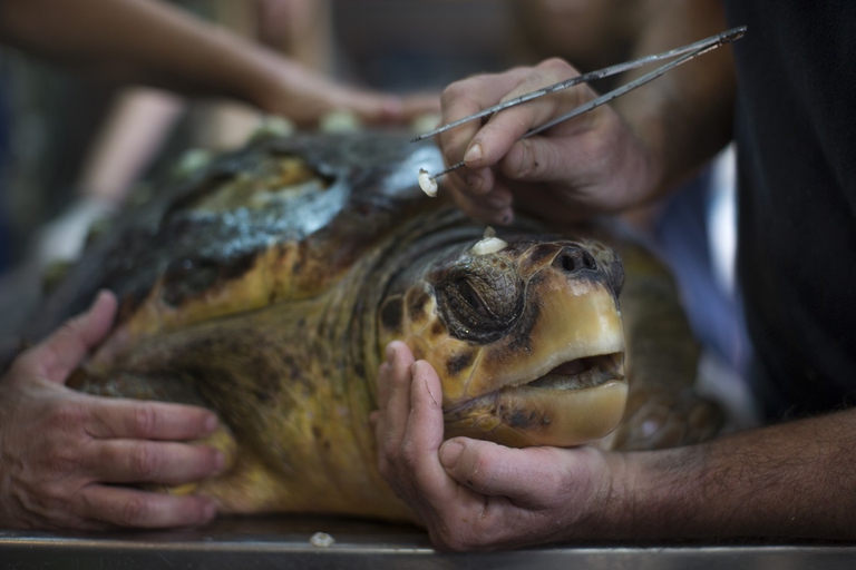 Tartaruga marina soccorsa in un apposito centro