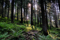 Foreste climate-smart: come gestire le foreste per fare bene al clima