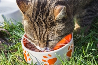Un pasto al giorno può aiutare il gatto a vivere meglio