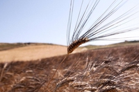 Senatore Cappelli: quando il grano è antico, biologico e pulito