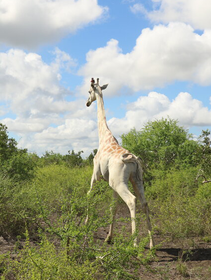 The world’s last white giraffe wears a GPS to protect it from poachers