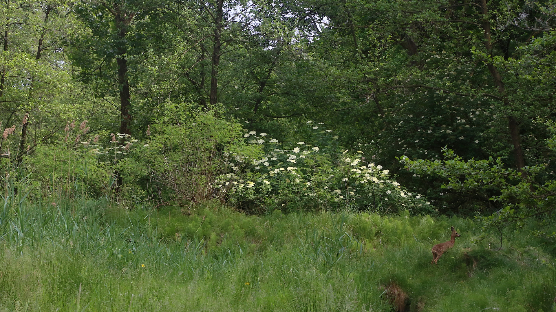 Caprioli selvaggi in riserva © Beatrice Spagoni C