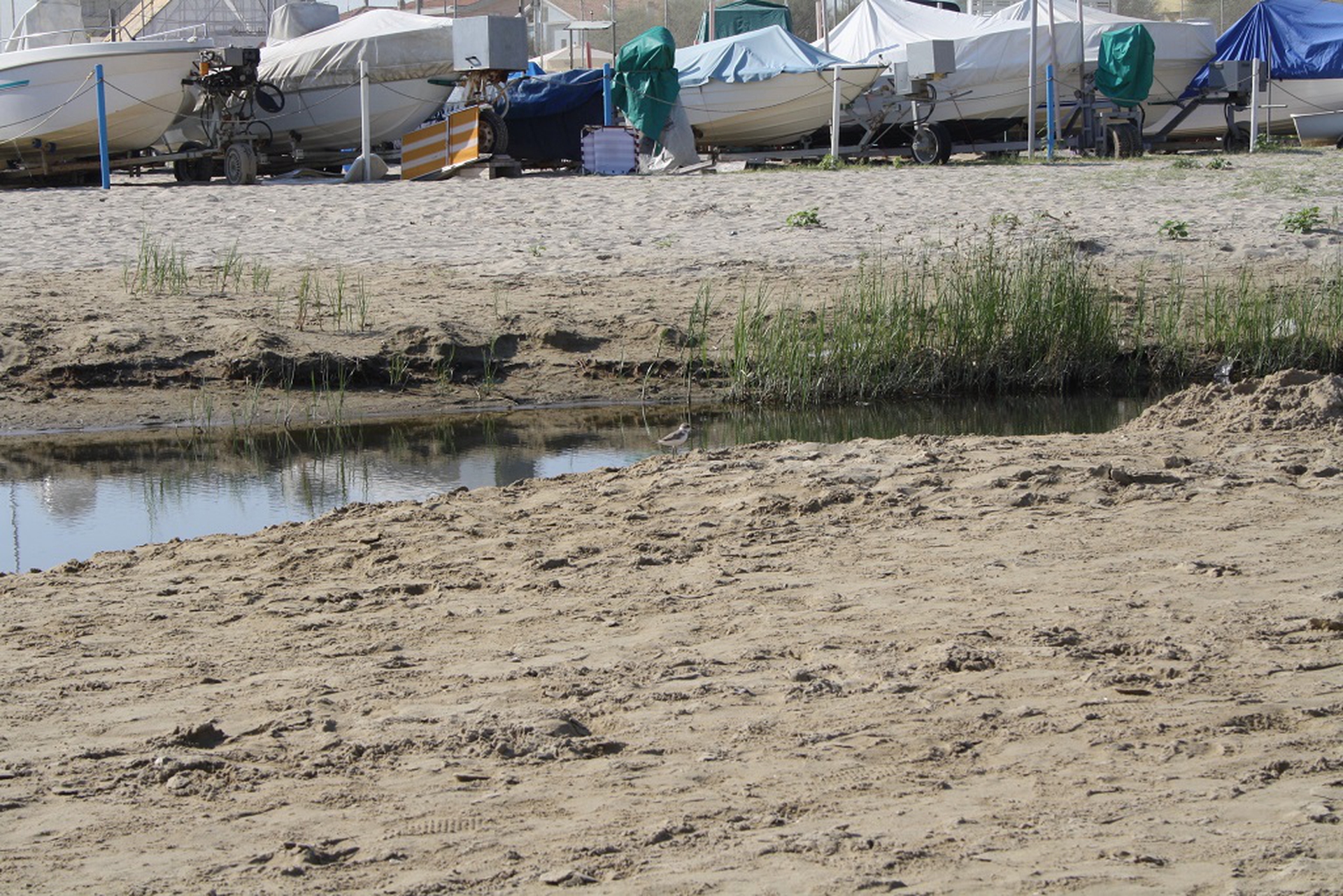 fratino vicino al fosso