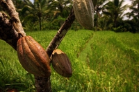 Mars vuole creare cacao ogm resistente ai cambiamenti climatici