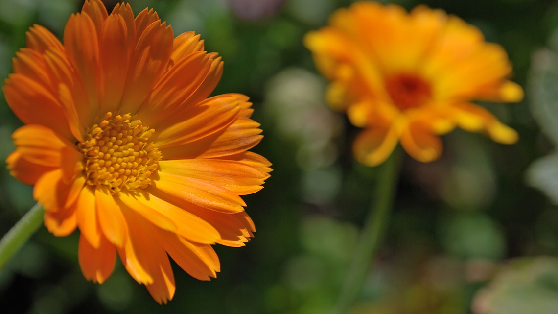 Calendula, gli usi e le proprietà della pianta ...