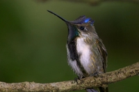 Perù, l’uomo che abbatteva gli alberi ora li protegge, per amore dei colibrì