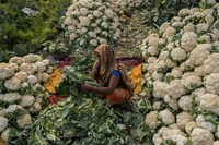 Sistemi alimentari più sostenibili: il pre-vertice dell’Onu si terrà in Italia
