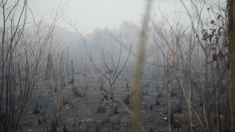 Dopo aver divorato terreni bruciati per lasciare spazio a nuove piantagioni, la soia arriva così nelle mangiatoie e viene a sua volta divorata da animali che finiranno nel piatto dei consumatori irrobustendo una catena che negli ultimi anni si è ingrossata sempre di più