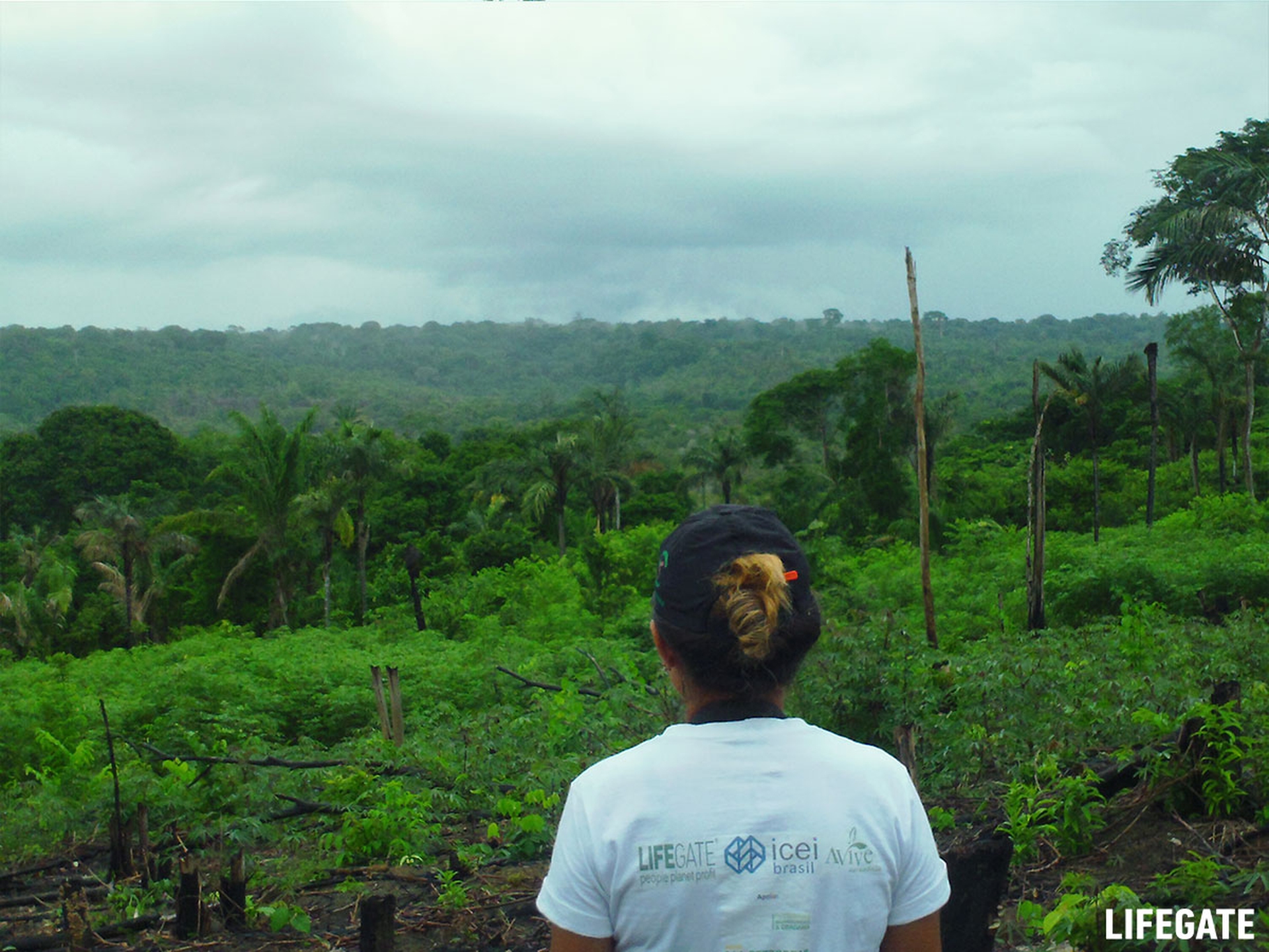 Foreste in piedi 2017