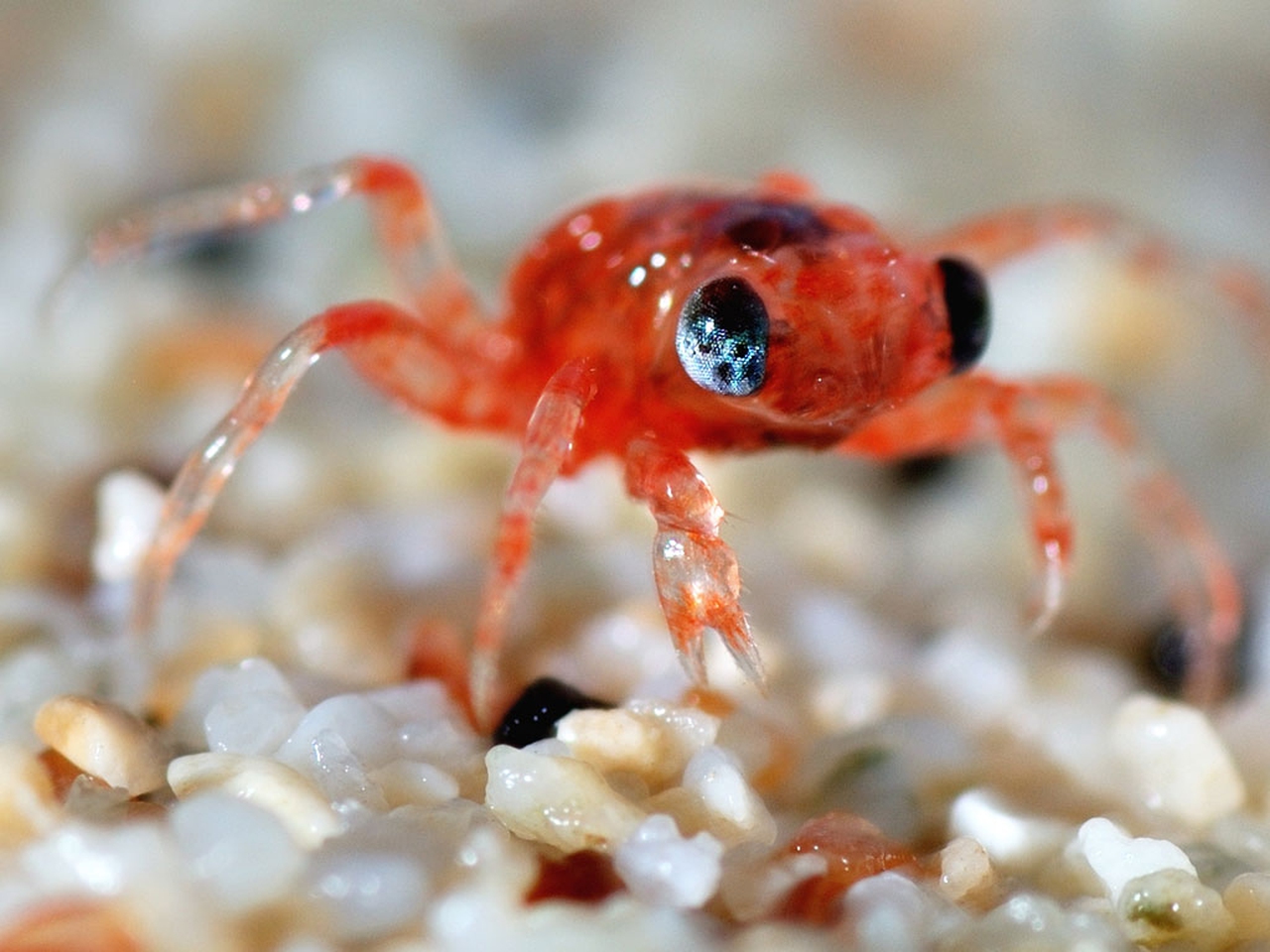 The strange ritual migration of 50 million red crabs on Christmas