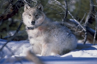 Stories of humans and wolves