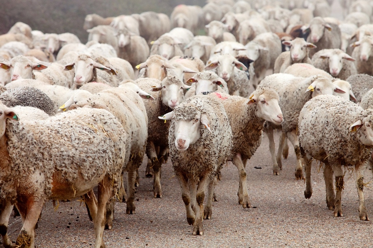 Gregge di pecore