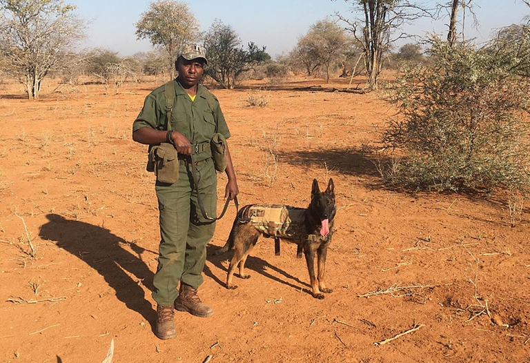 cani antibracconaggio