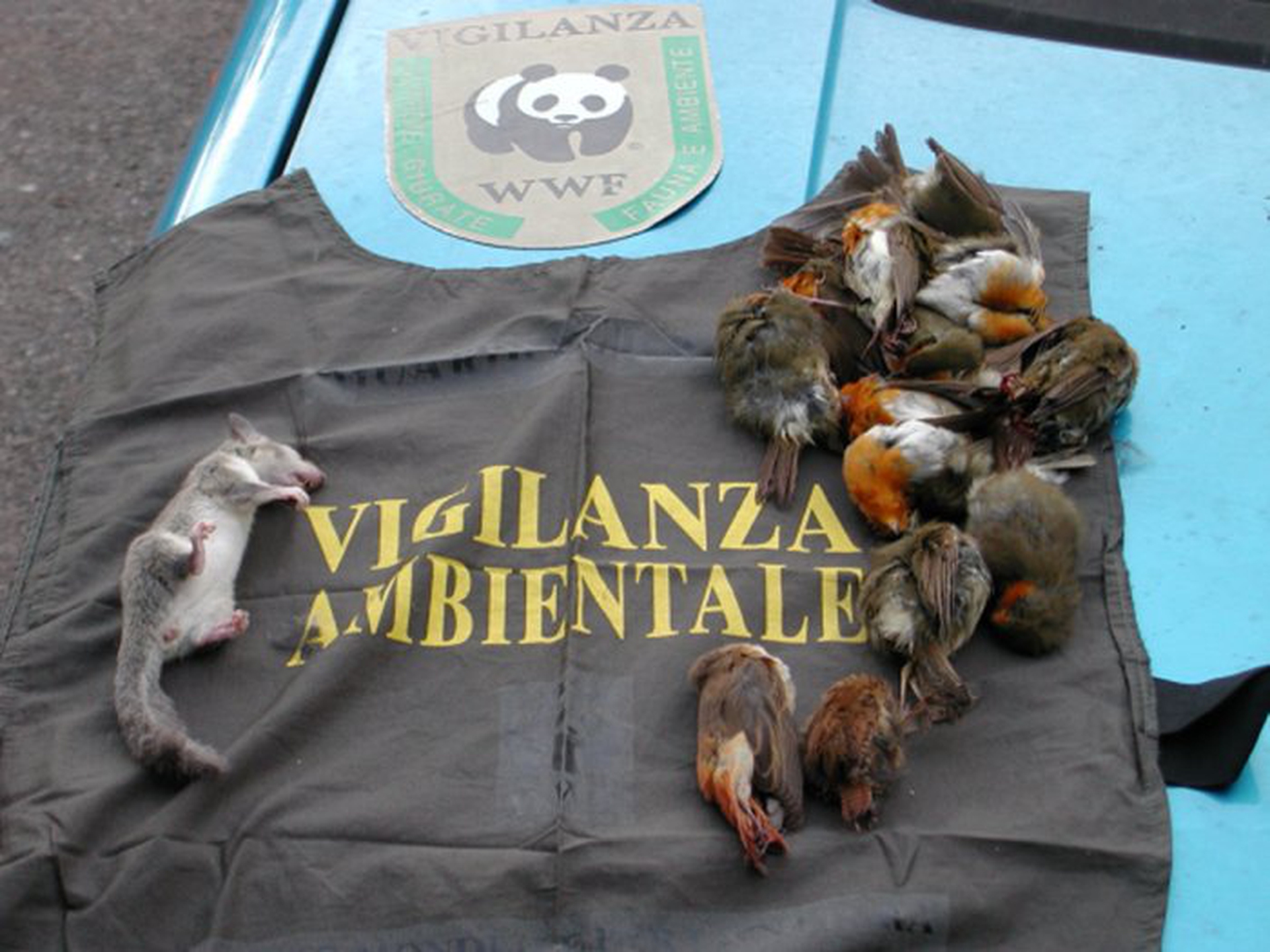 Allarme caccia illegale in Italia