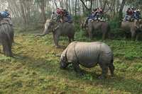 Il Nepal e il successo nella lotta al bracconaggio del rinoceronte indiano