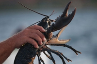 Monaci liberano 600 aragoste nell’oceano