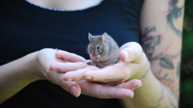 collina dei conigli, Giornata mondiale per gli animali nei laboratori