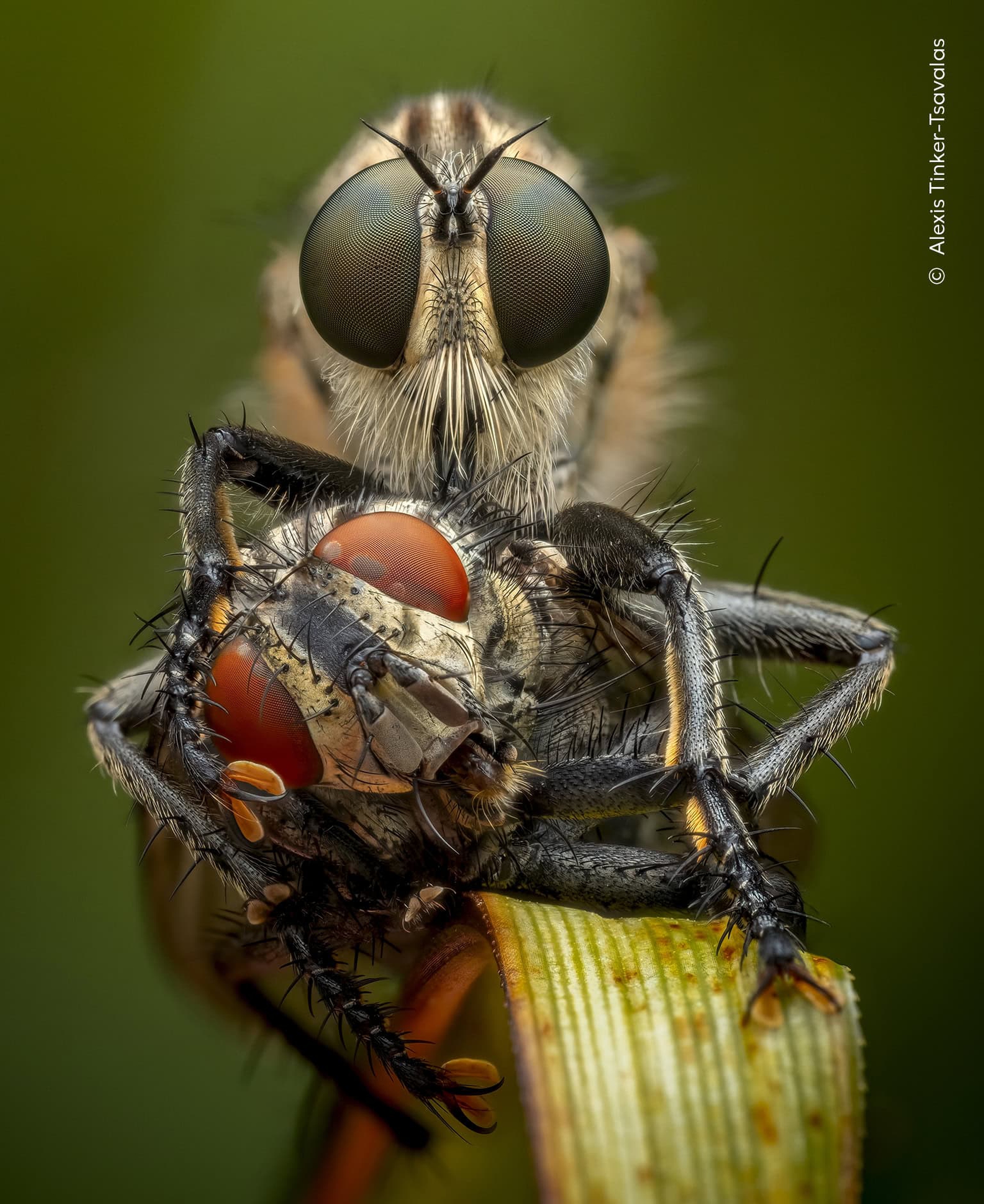 &copy; Wildlife Photographer of the Year