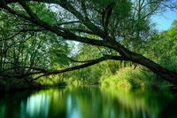 Più alberi, meno malattie