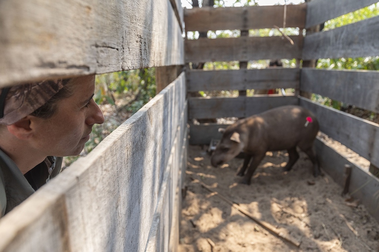 Patrícia Medici osserva un tapiro catturato dal suo team