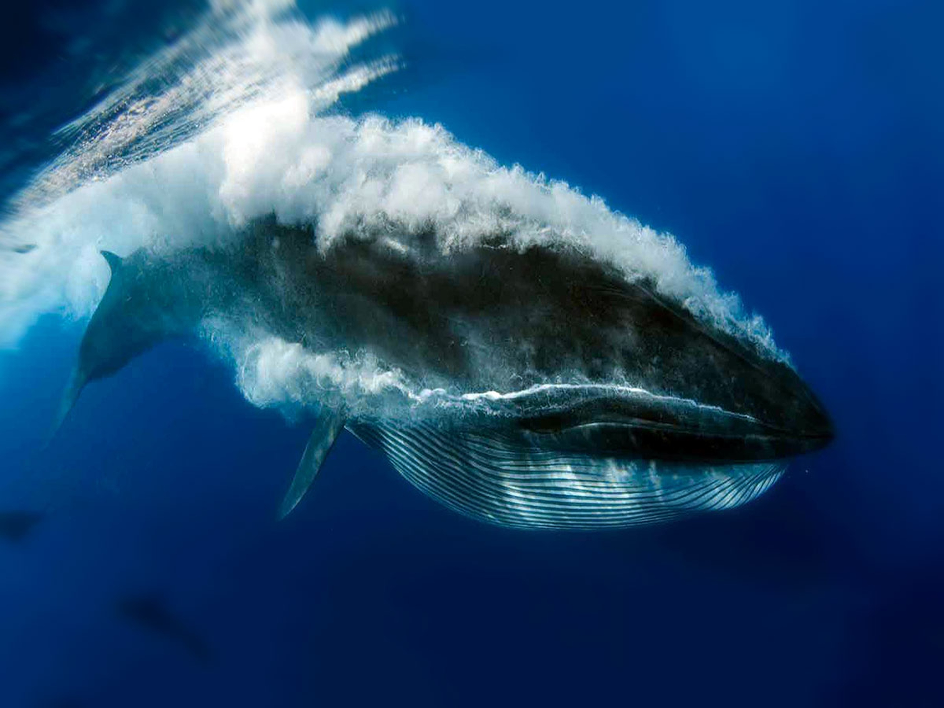 Жизнь синих китов. Голубой кит Balaenoptera musculus. Сейвал (ивасевый кит). Кит полосатик. Полосатик Брайда.