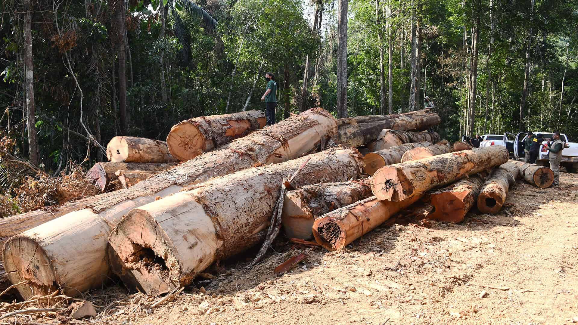 In vista della Cop30 in Brasile, prende il via la costruzione di una nuova autostrada nella foresta amazzonica