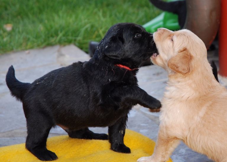 Cuccioli di hovawart che giocano