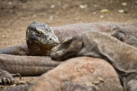 L’Indonesia chiude l’isola di Komodo per salvare i draghi, ma gli abitanti protestano