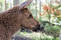 Francia, nelle Alpi marittime è nato il primo cucciolo di alce da 2000 anni