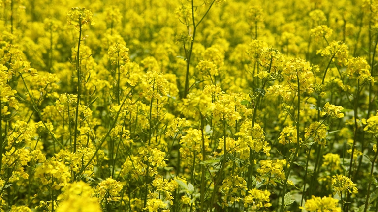 mustard-fiori-di-bach