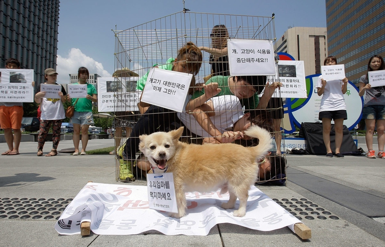 Protesta contro il consumo di carne di cane con cane in primo piano