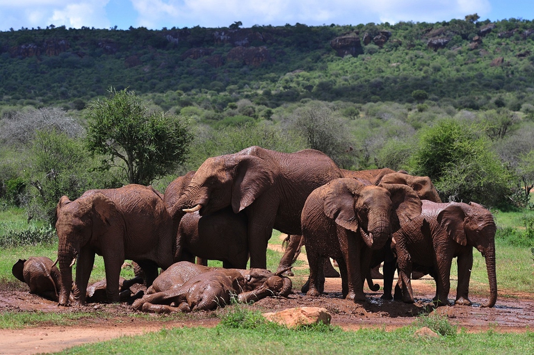 Gruppo di elefanti africani