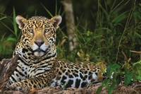 Juma the jaguar, the Olympic mascot, has been shot dead