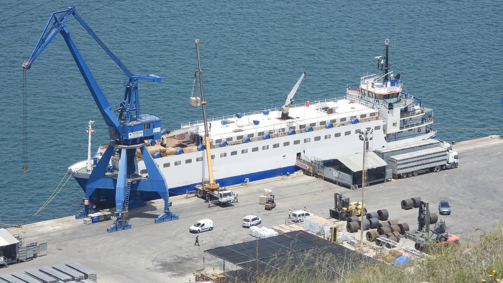 nave trasporto animali vivi