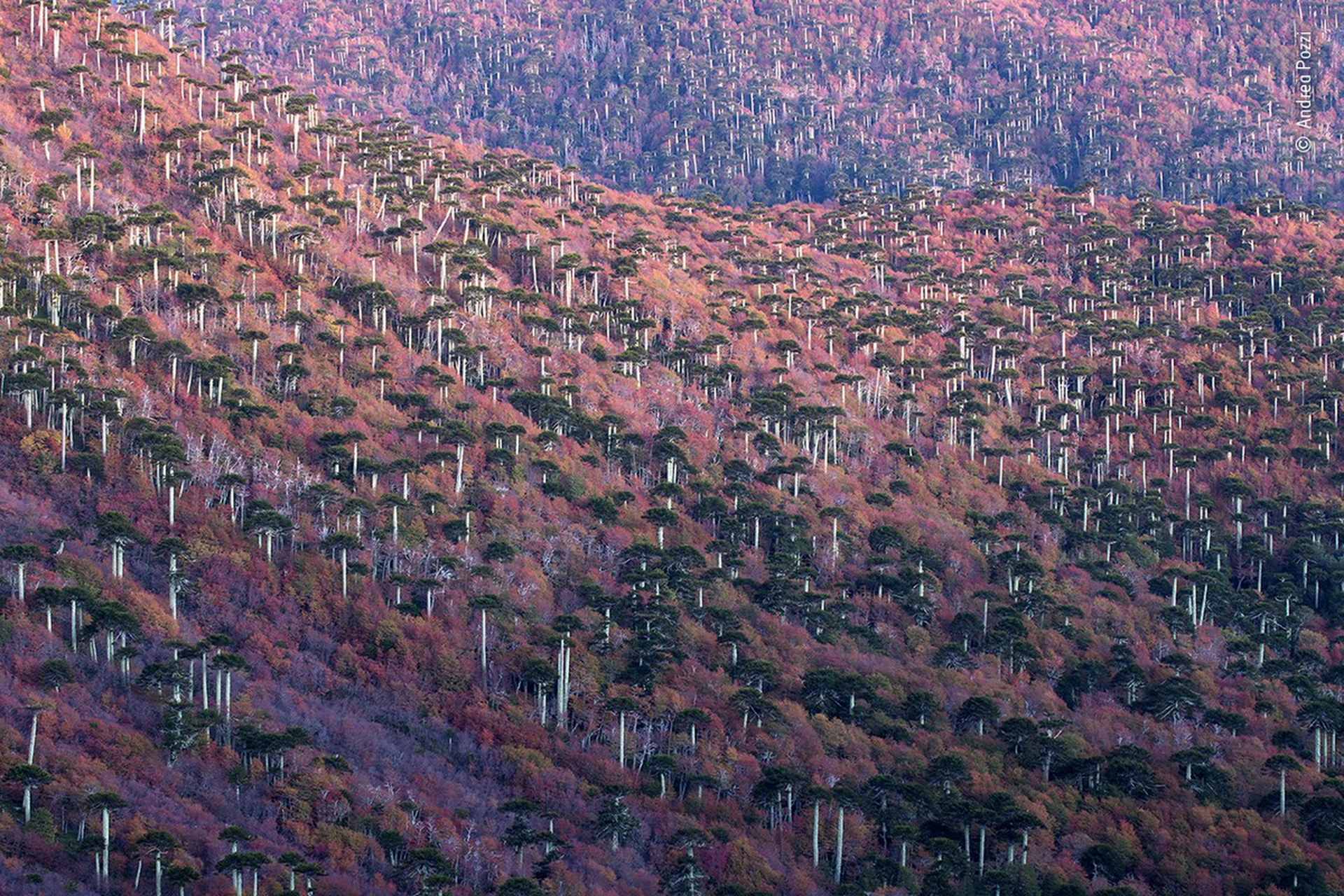 The forest born of fire