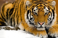 Google, nuovo progetto per monitorare la fauna selvatica grazie agli “spazi bianchi tv”