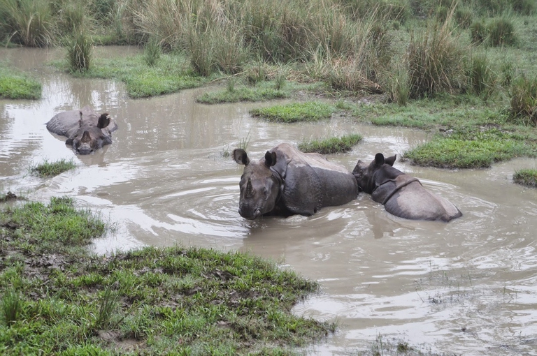 rhino nepal