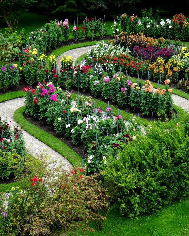 Labirinto di dahlie a luglio, Villa Taranto