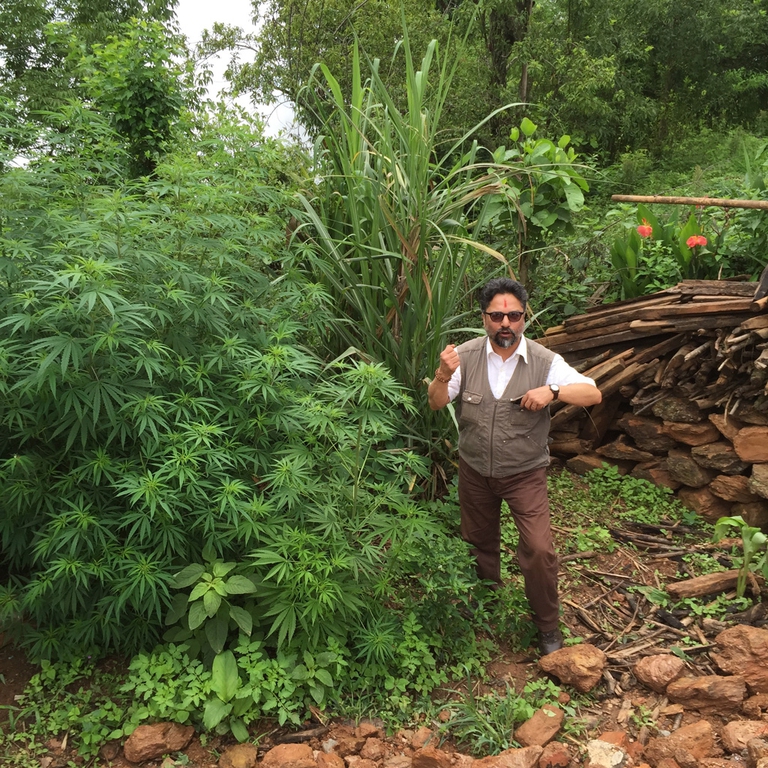 Il coordinatore del progetto Dipak Pant con una pianta di cannabis selvatica © Alexander Weiss von Trostprugg/Healing the Himalayas