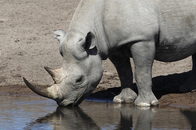 Rinoceronte nero che si abbevera nel parco nazionale di Etosha, in Namibia