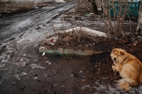 Guerra in Ucraina, vietato l’ingresso in Italia agli animali provenienti da canili e rifugi